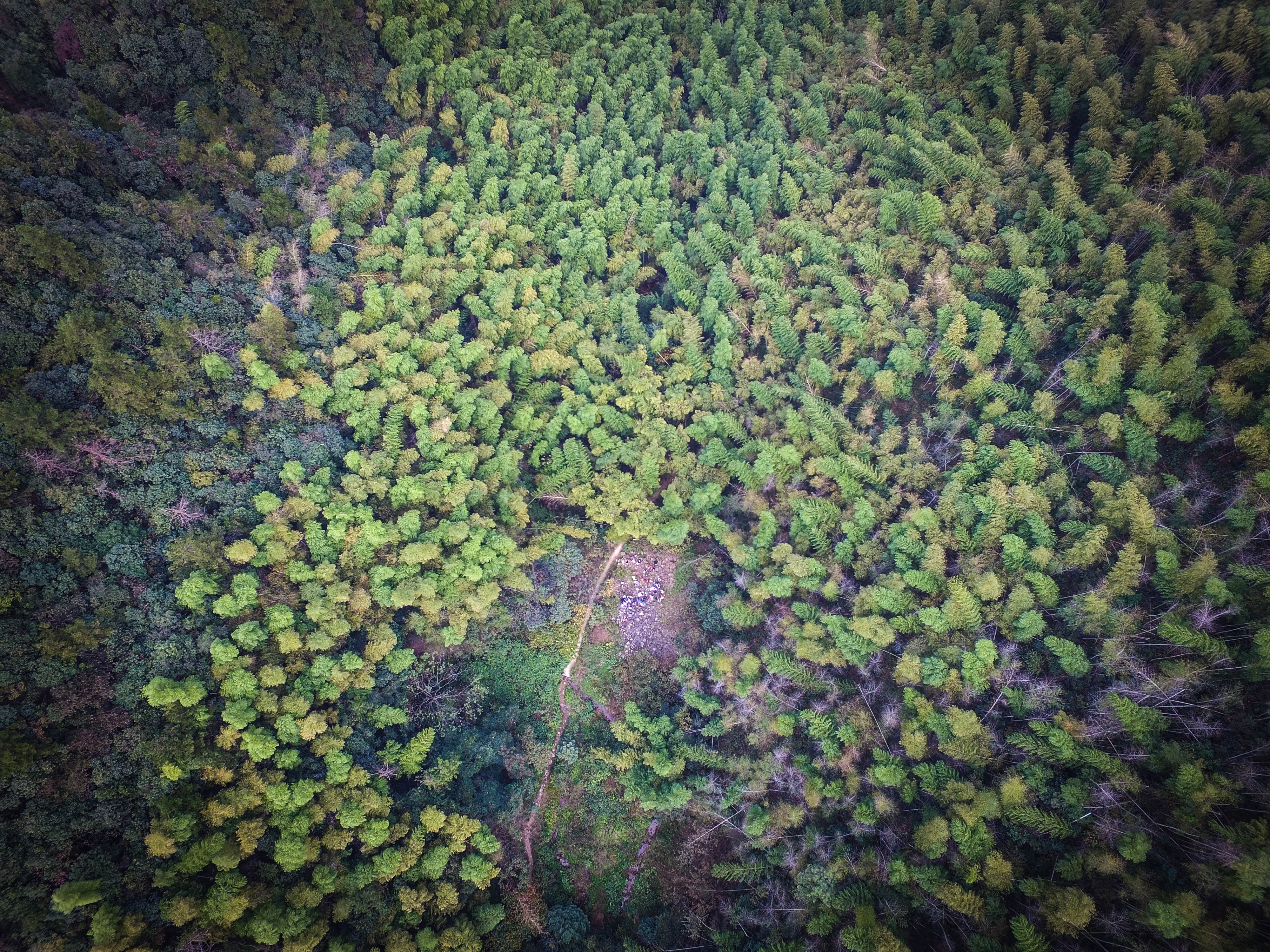 空中俯拍竹林