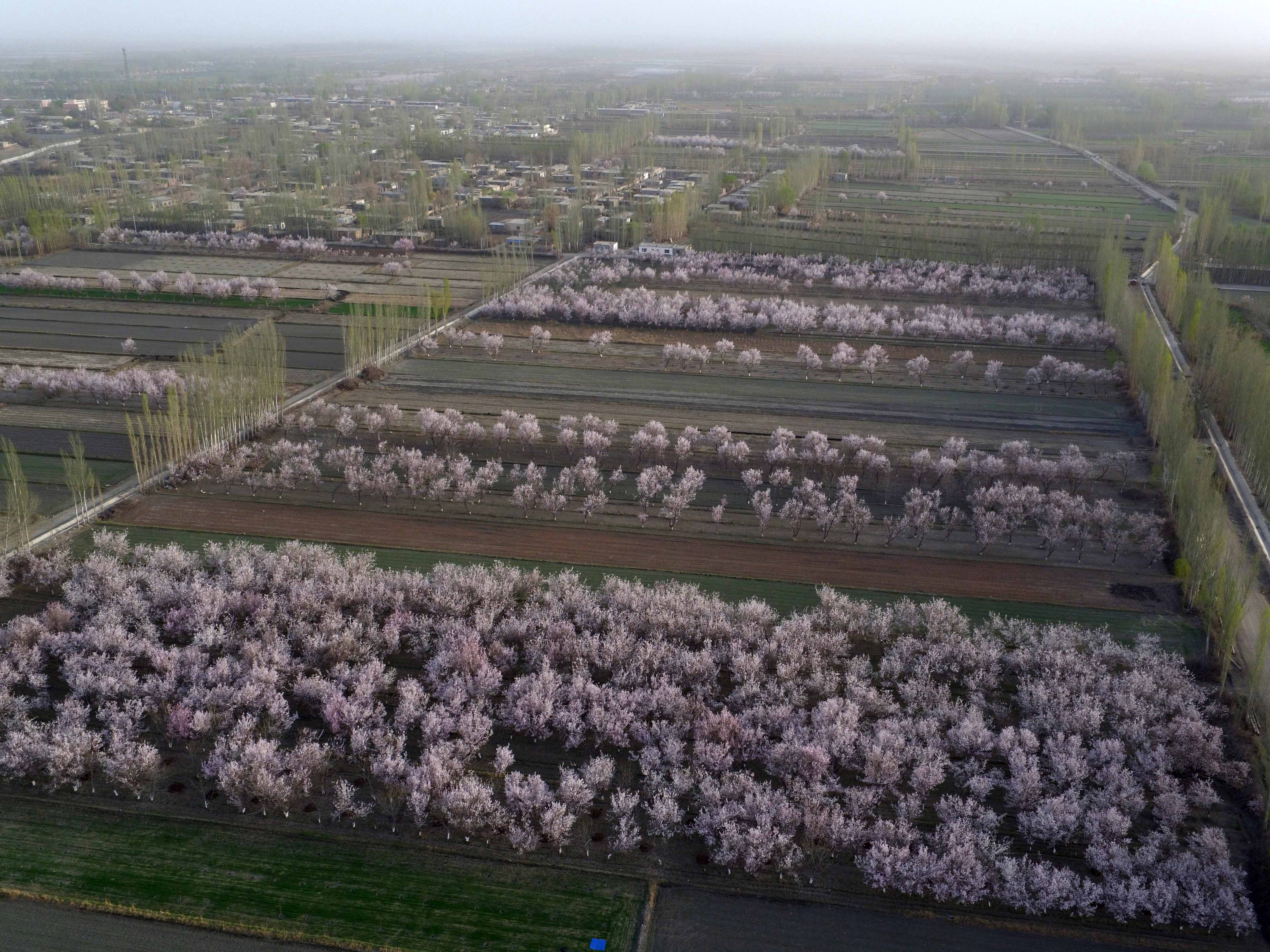 2016年3月29日,航拍的新疆巴音郭楞蒙古自治州轮台县杏花格外美丽.
