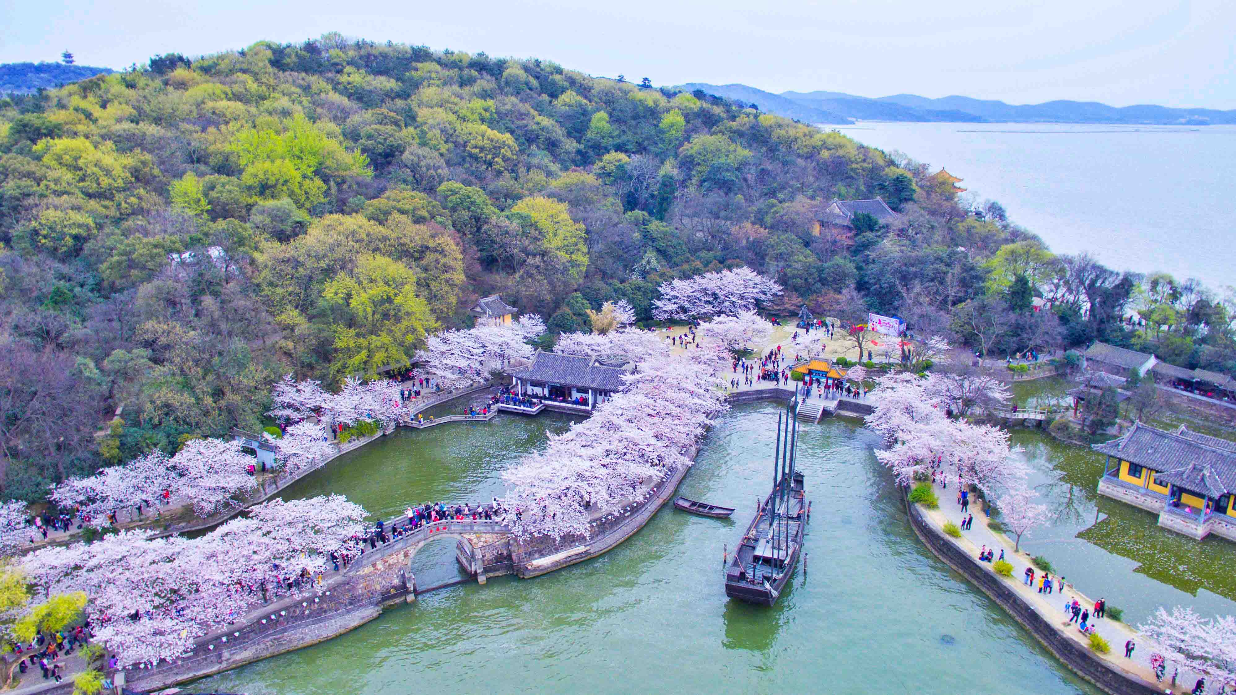 鼋头渚植樱30000株,清明前后如云似霞,满树烂漫.